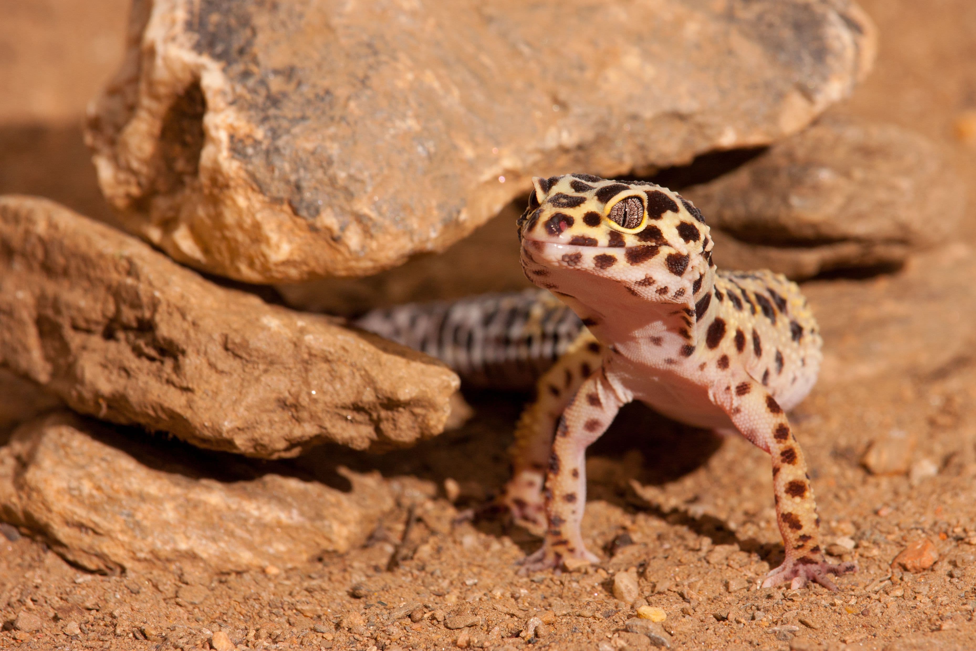 Habitat conseillé pour gecko léopard